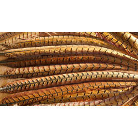 Cock Pheasant Centre Tails